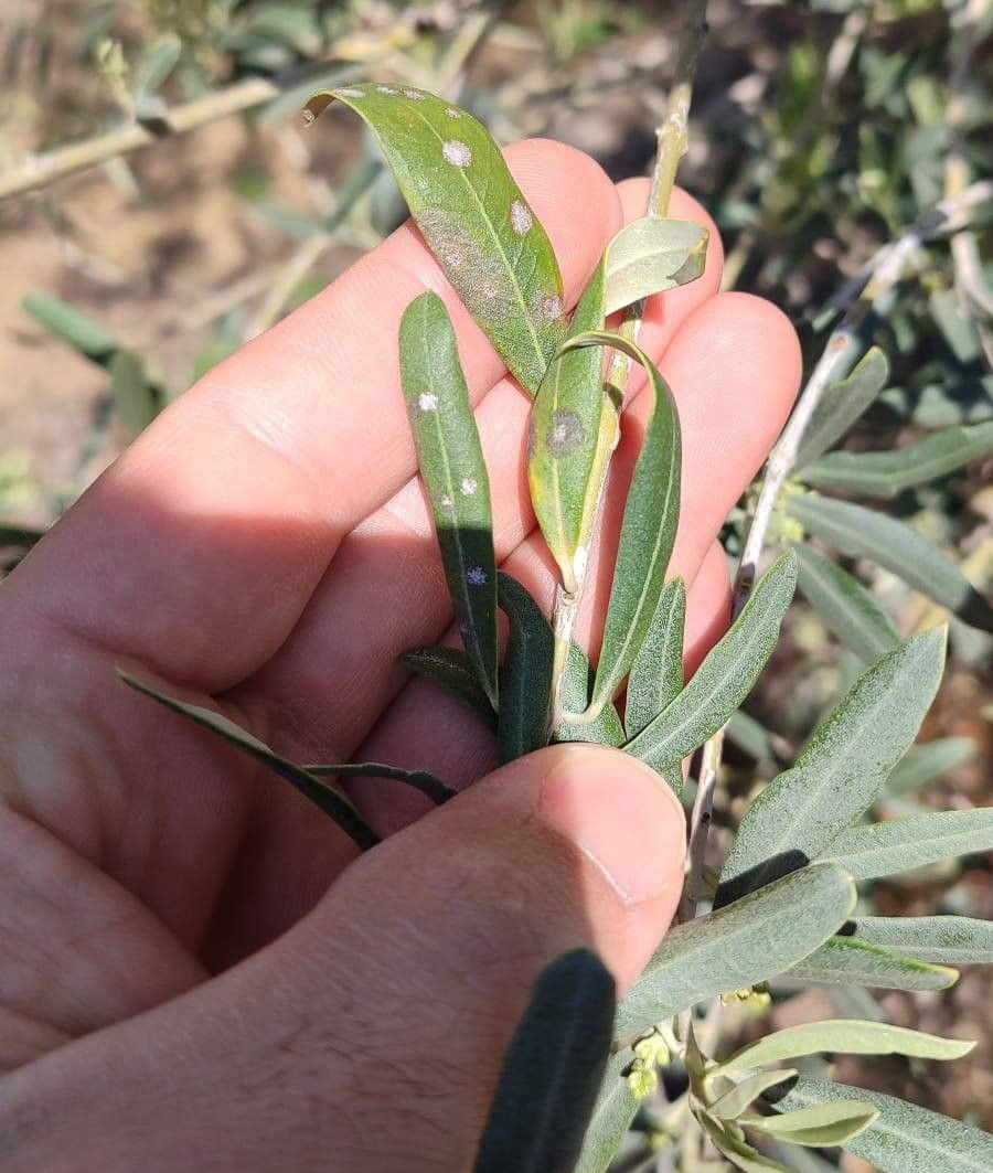 Zeytin Üreticilerine Önemli Uyarı - Sayfa 1