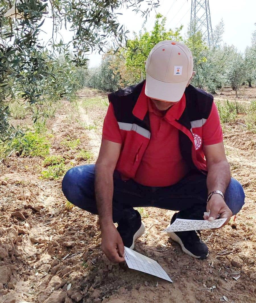 Zeytin Üreticilerine Önemli Uyarı - Sayfa 2