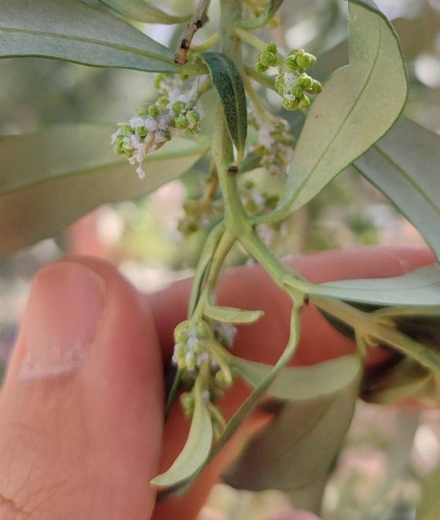 Zeytin Üreticilerine Önemli Uyarı - Sayfa 3