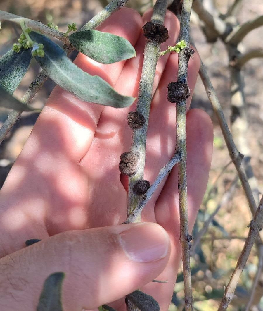 Zeytin Üreticilerine Önemli Uyarı - Sayfa 4