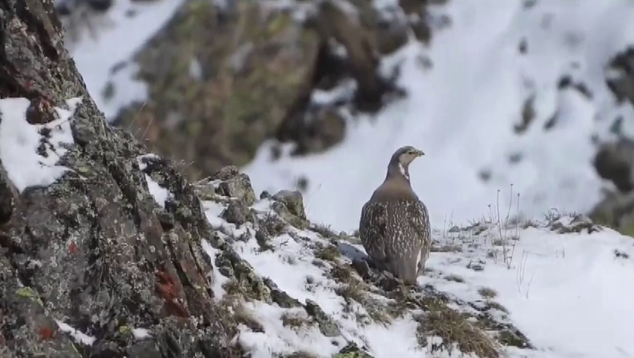 Dünyada Nesli Tükenmekte Olan Ur Kekliği İspir’de Görüntülendi - Sayfa 1
