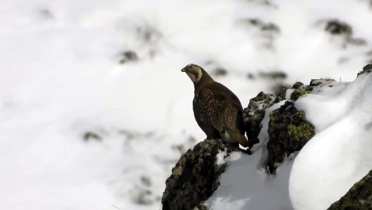Dünyada Nesli Tükenmekte Olan Ur Kekliği İspir’de Görüntülendi - Sayfa 3