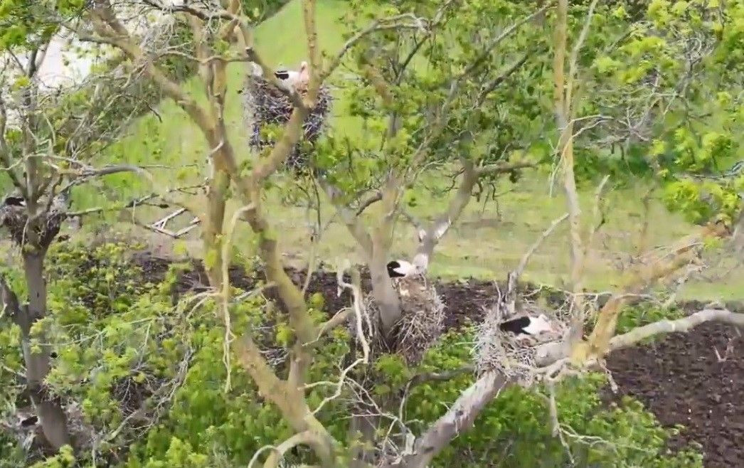 Samsun Kızılırmak Deltası: Karadeniz'in Sessiz Cenneti - Sayfa 4