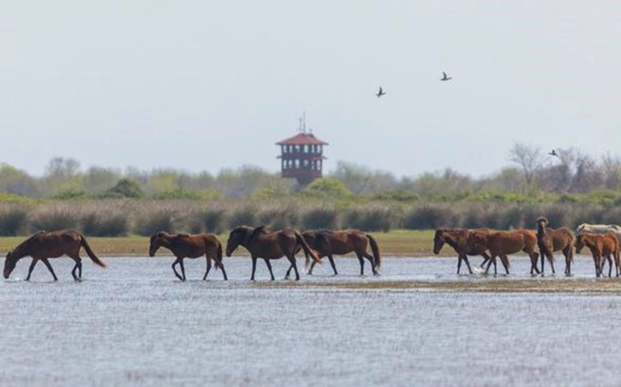 Samsun Kızılırmak Deltası: Karadeniz'in Sessiz Cenneti - Sayfa 5