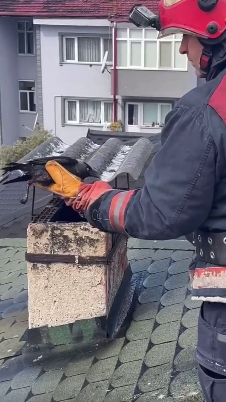 Antene Sıkışan Karga İtfaiye Tarafından Kurtarıldı! - Sayfa 2