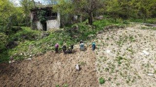 Karadeniz Kadınının Zorlu Mesaisi Başladı - Sayfa 1