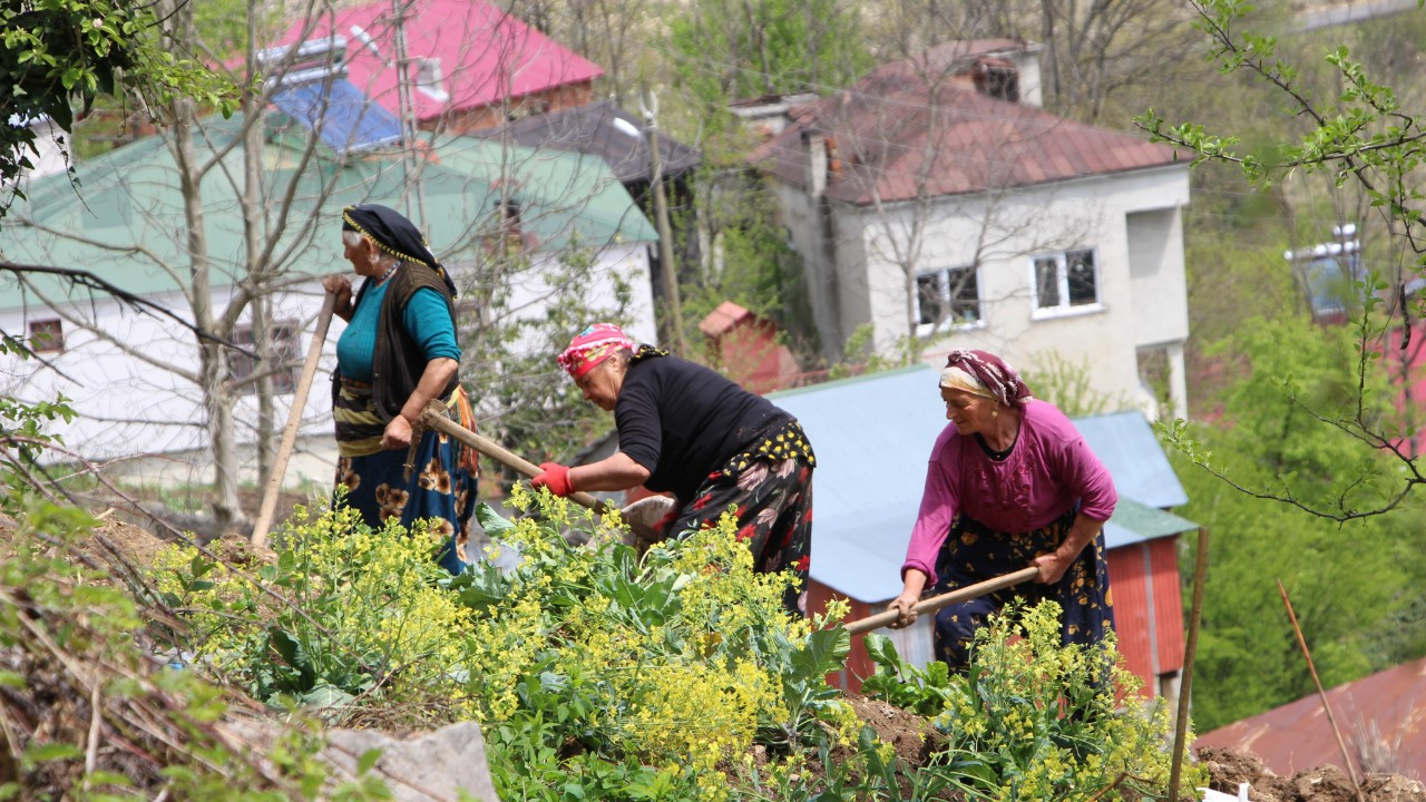 Karadeniz Kadınının Zorlu Mesaisi Başladı