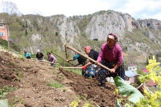 Karadeniz Kadınının Zorlu Mesaisi Başladı - Sayfa 3
