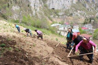 Karadeniz Kadınının Zorlu Mesaisi Başladı - Sayfa 4