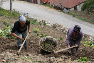 Karadeniz Kadınının Zorlu Mesaisi Başladı - Sayfa 8