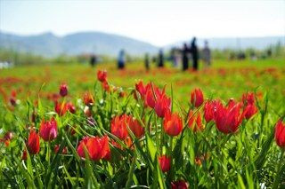 Muş’ta 20 Günlük "Lale Devri" Başladı - Sayfa 1