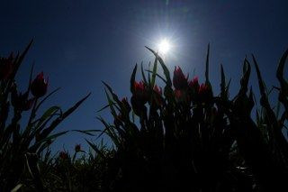 Muş’ta 20 Günlük "Lale Devri" Başladı - Sayfa 2