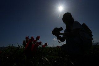 Muş’ta 20 Günlük "Lale Devri" Başladı - Sayfa 4