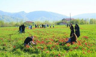 Muş’ta 20 Günlük "Lale Devri" Başladı - Sayfa 5