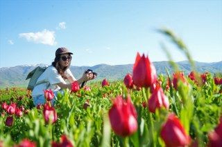 Muş’ta 20 Günlük "Lale Devri" Başladı - Sayfa 6