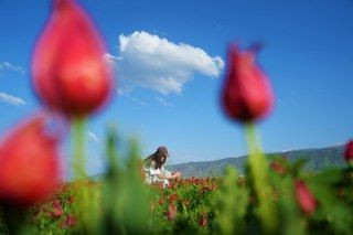 Muş’ta 20 Günlük "Lale Devri" Başladı - Sayfa 7