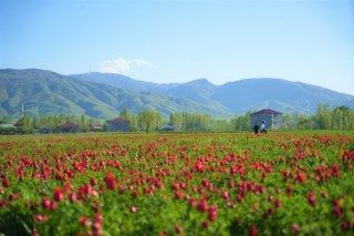 Muş’ta 20 Günlük "Lale Devri" Başladı - Sayfa 8