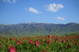 Muş’ta 20 Günlük "Lale Devri" Başladı - Sayfa 9