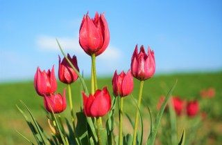 Muş’ta 20 Günlük "Lale Devri" Başladı - Sayfa 10