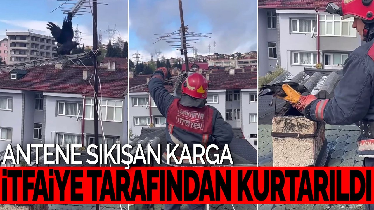 Antene Sıkışan Karga İtfaiye Tarafından Kurtarıldı!