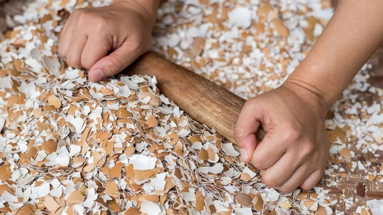 Yumurta Kabuğu Deyip Geçmeyin Sanayide Çok Değerli