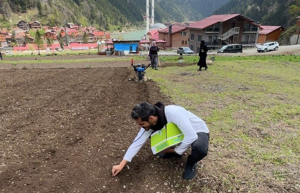 Uzungöl’de Arap Turistler, Tarlada Mısır Eken Vatandaşlara Hurma Dağıttı, Tarla Belledi - Sayfa 2