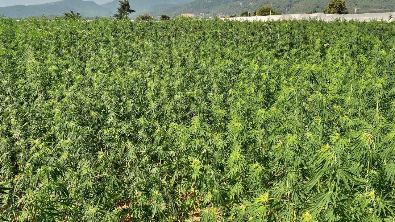 Kontrollü Kenevir Üretimi Meyvesini Verdi: İlaç ve Sanayiye Yerli Ham Madde - Sayfa 3