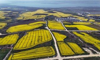 İstanbul Kanola Tarlaları İle Süslendi - Sayfa 5