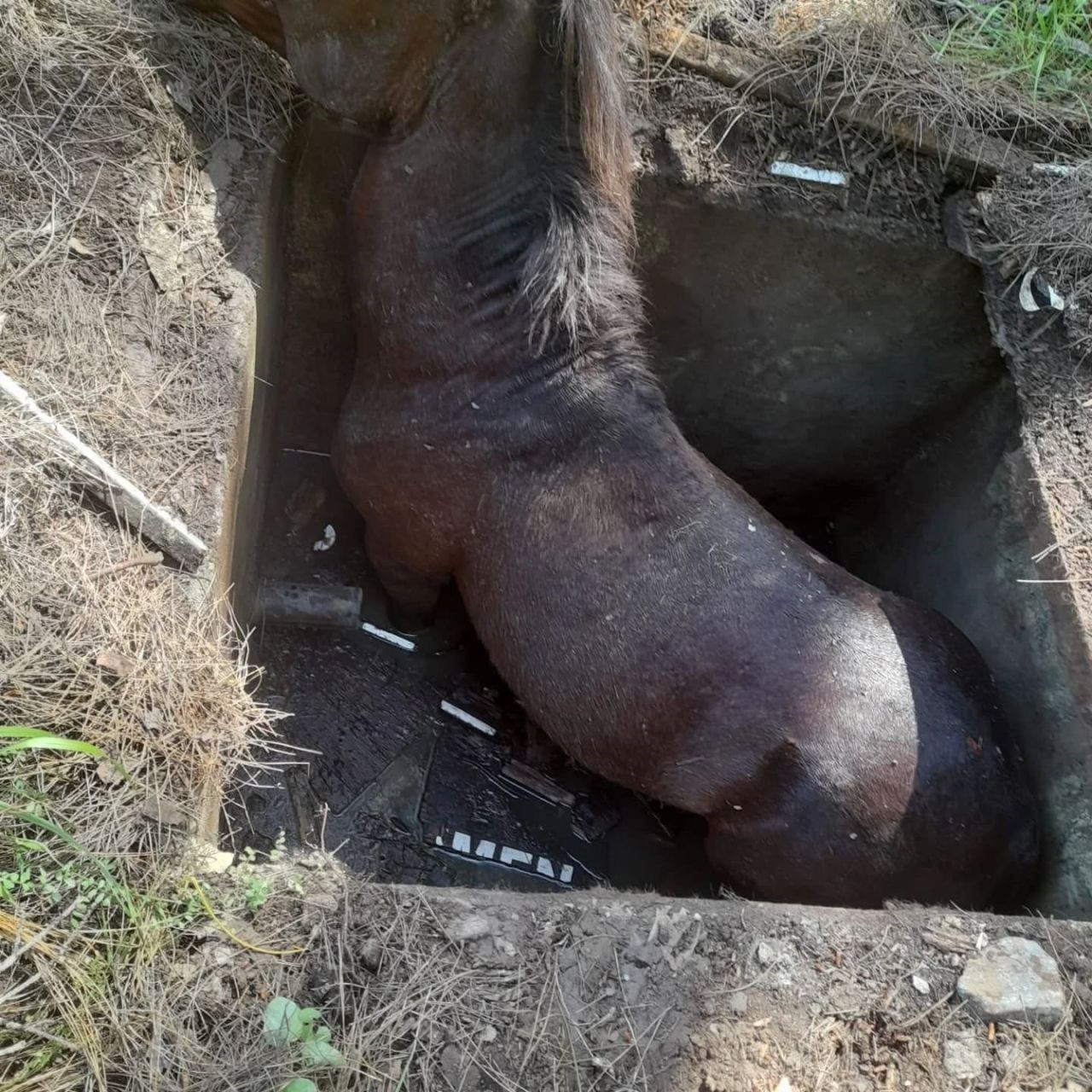 Çukura Düşen Yabani At Kurtarılarak Doğaya Salındı - Sayfa 5