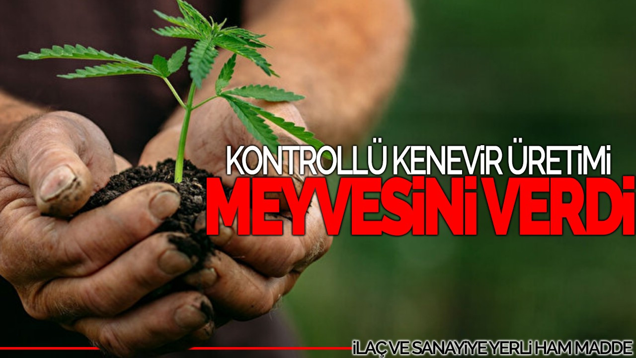 Kontrollü Kenevir Üretimi Meyvesini Verdi: İlaç ve Sanayiye Yerli Ham Madde