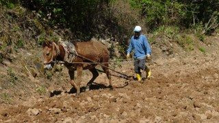 Gercüş’te Dededen Kalma Yöntemlerle İmece Usulü Pirinç Ekimi - Sayfa 1