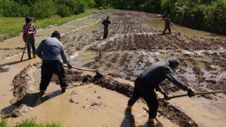 Gercüş’te Dededen Kalma Yöntemlerle İmece Usulü Pirinç Ekimi - Sayfa 5