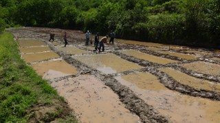 Gercüş’te Dededen Kalma Yöntemlerle İmece Usulü Pirinç Ekimi - Sayfa 8