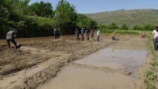 Gercüş’te Dededen Kalma Yöntemlerle İmece Usulü Pirinç Ekimi - Sayfa 9