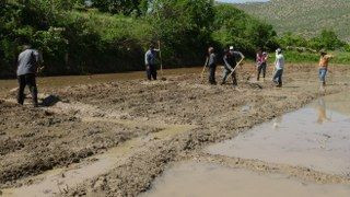 Gercüş’te Dededen Kalma Yöntemlerle İmece Usulü Pirinç Ekimi - Sayfa 10