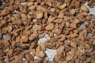 'Topraktaki Altın' Salep: Kilosu 3 Bin TL, 1 Dönümden 2,5 Milyon TL Gelir - Sayfa 3