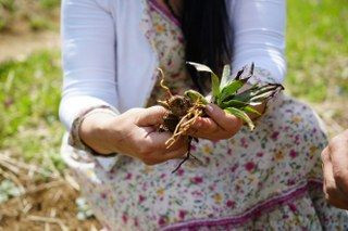 'Topraktaki Altın' Salep: Kilosu 3 Bin TL, 1 Dönümden 2,5 Milyon TL Gelir - Sayfa 6