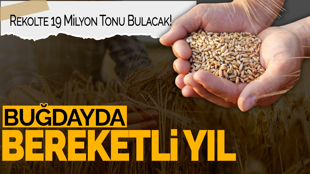 Buğdayda Bereketli Yıl: Rekolte 19 Milyon Tonu Bulacak!