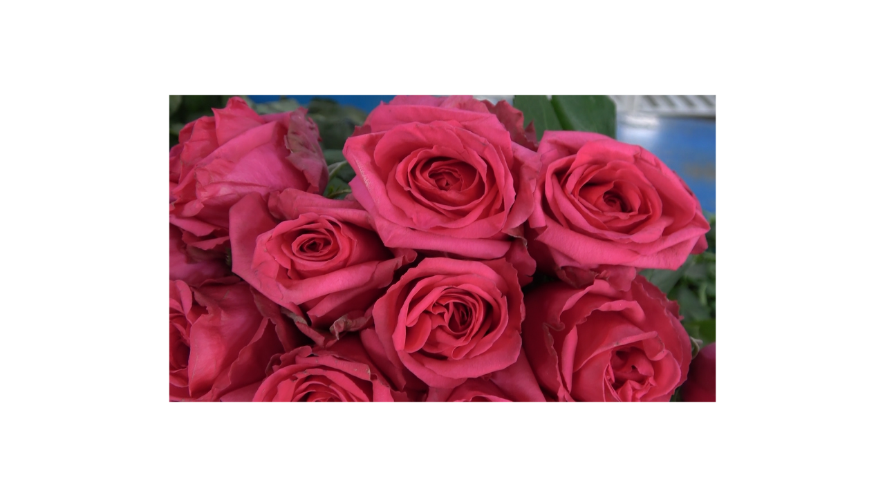 Yalova'daki Çiçek Mezatlarında Anneler Günü Hareketliliği - Sayfa 2