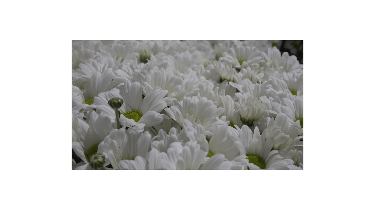 Yalova'daki Çiçek Mezatlarında Anneler Günü Hareketliliği - Sayfa 8