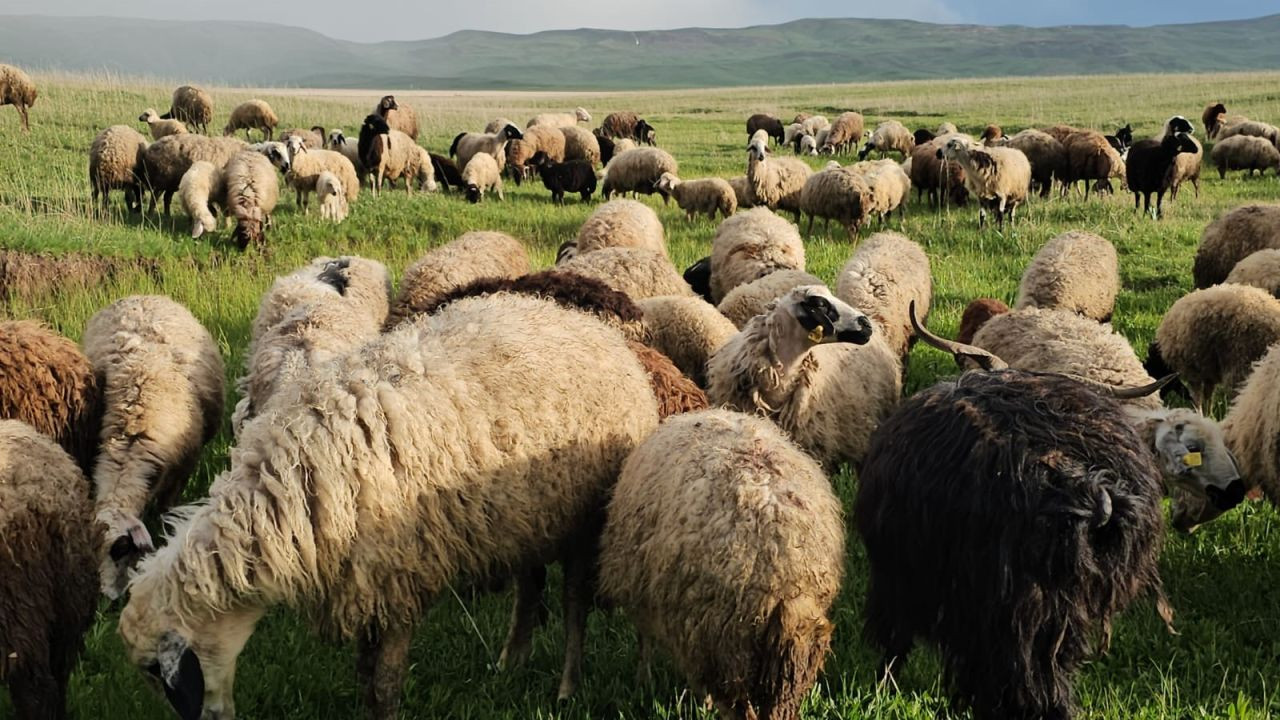 Adilcevaz'da Yayla Zamanı: Besiciler 7 Aylık Göçe Başladı - Sayfa 1