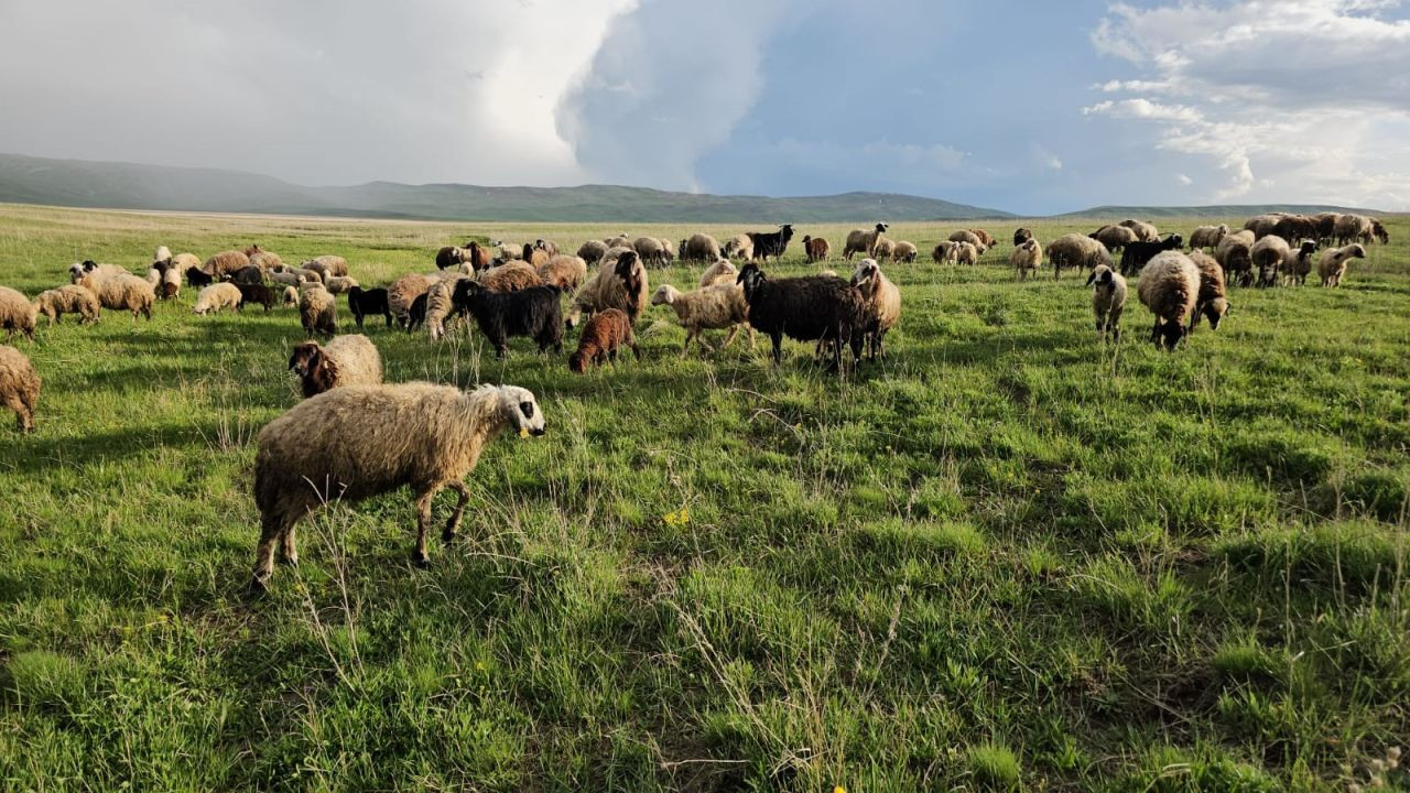 Adilcevaz'da Yayla Zamanı: Besiciler 7 Aylık Göçe Başladı - Sayfa 2