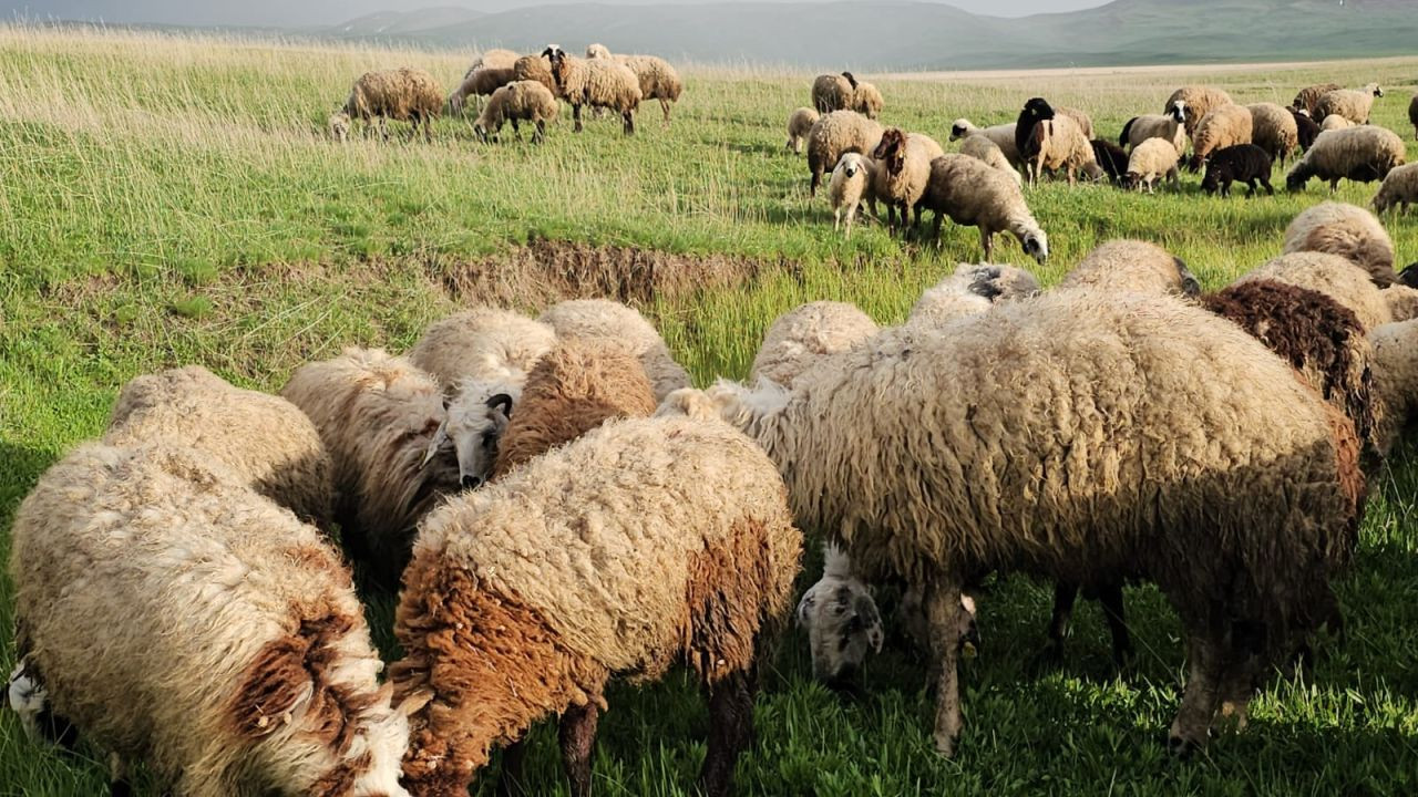 Adilcevaz'da Yayla Zamanı: Besiciler 7 Aylık Göçe Başladı - Sayfa 3