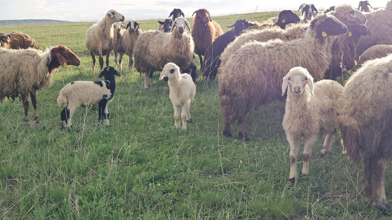 Adilcevaz'da Yayla Zamanı: Besiciler 7 Aylık Göçe Başladı - Sayfa 4