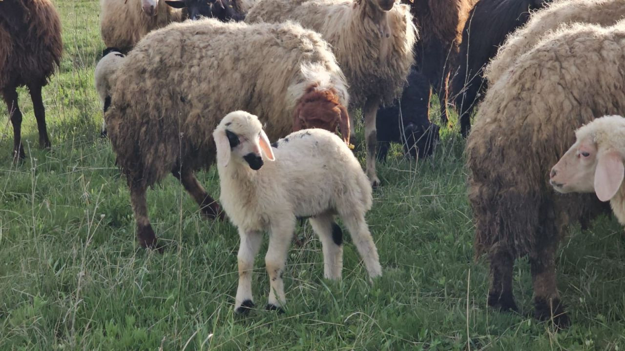 Adilcevaz'da Yayla Zamanı: Besiciler 7 Aylık Göçe Başladı - Sayfa 5