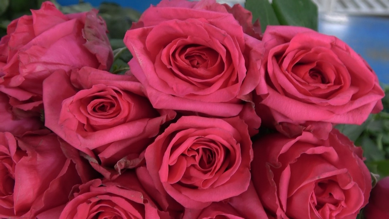 Yalova'daki Çiçek Mezatlarında Anneler Günü Hareketliliği