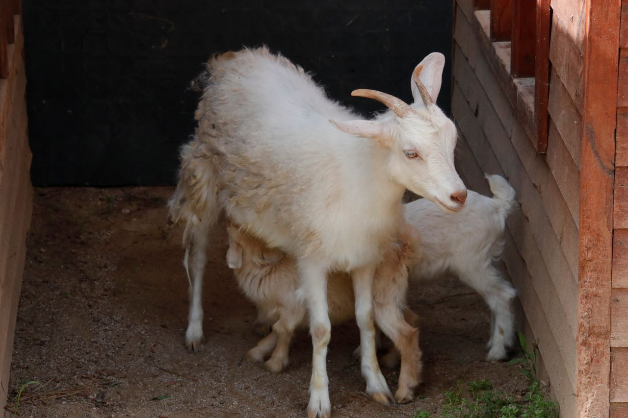 Antalya Doğal Yaşam Parkı'nda Annesiz Misafirlere Anneler Günü Kutlaması - Sayfa 6