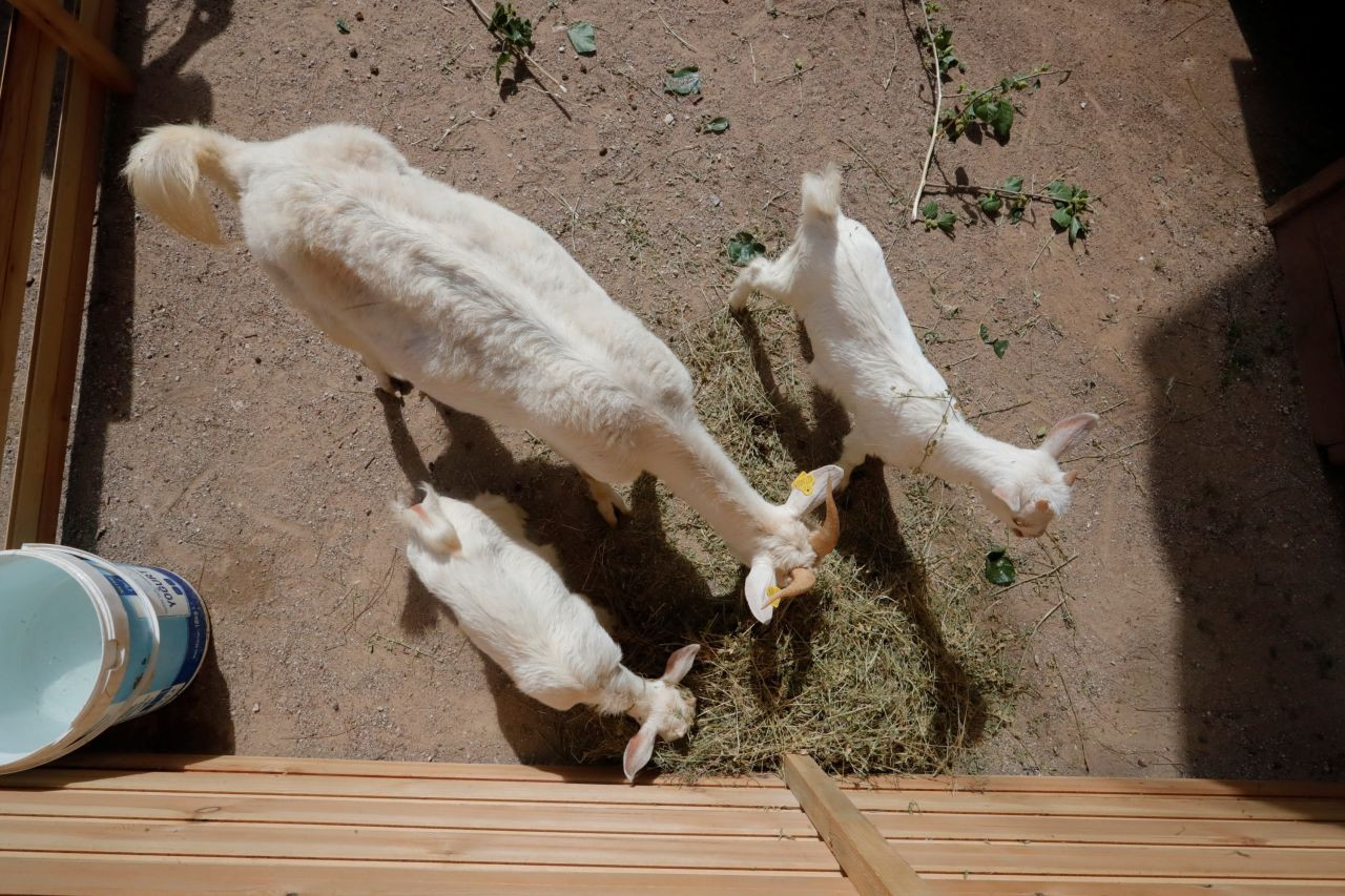 Antalya Doğal Yaşam Parkı'nda Annesiz Misafirlere Anneler Günü Kutlaması - Sayfa 7