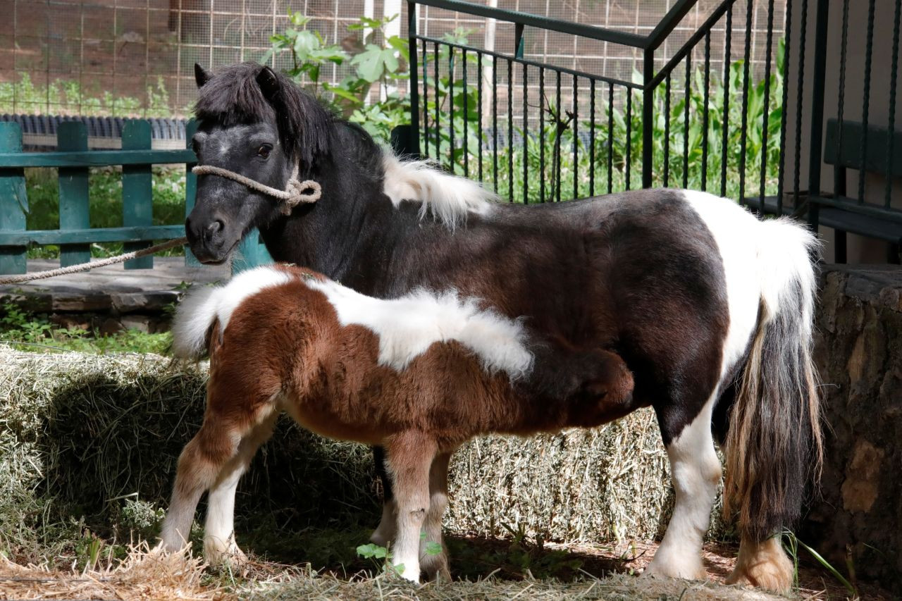 Antalya Doğal Yaşam Parkı'nda Annesiz Misafirlere Anneler Günü Kutlaması - Sayfa 8