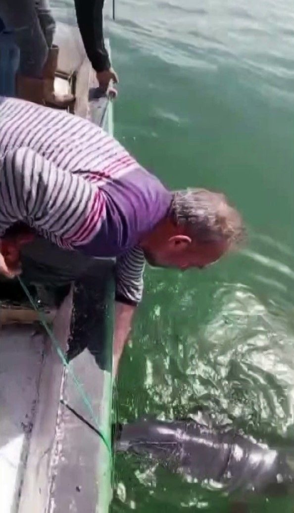 Ağlara Değil Kalplere Takıldı: Karasu’da Balıkçıdan Yunusa Şefkatli Veda - Sayfa 7